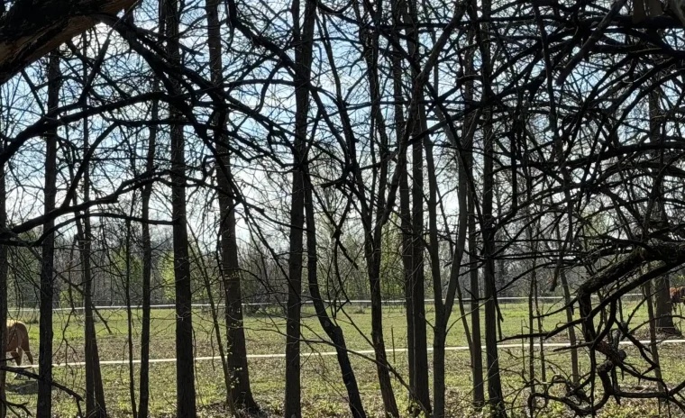 Silhouettes of bare trees in the foreground (1)