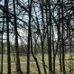 Silhouettes of bare trees in the foreground (1)